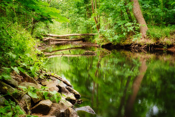 Wald - Bach - Spreewald - High quality photo