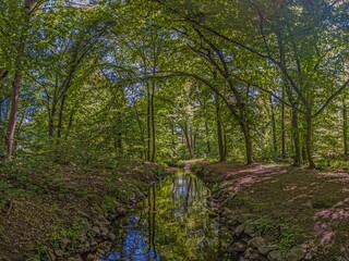 Image of a small stream flowing slowly through a forest in the shade of trees