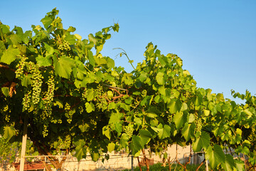 Fototapeta na wymiar White grapes hanging from lush green vine
