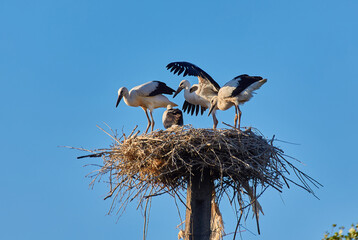 storks and sparrows in the stork's nest © Ryzhkov Oleksandr