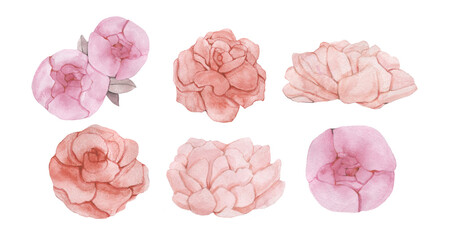 a set of illustrations of flower buds: pink peonies, red roses. Hand-drawn in watercolor.