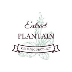 Hand drawn vintage Plantain extract design isolated on white. Vector illustration in sketch style © Kseniia