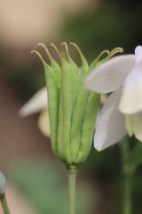 Obraz premium Orlik wachlarzowaty 'Nana Alba' Aquilegia flabellata