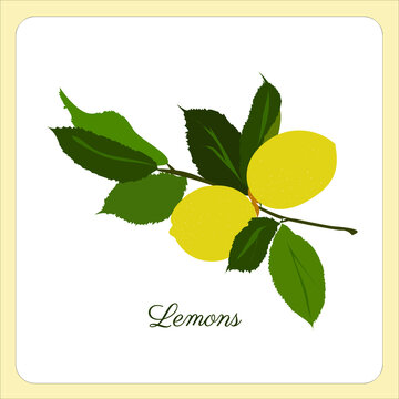 Vector of lemon branches with fruit and leaves isolated on a white background. Yellow fruits, green leaves. Fonts parisienne. Design for menu restaurante, logo, cooking book and botanic, ingredient