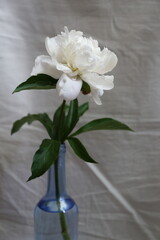 Fototapeta premium bouquet of white beautiful peonies in a blue vase