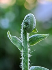macro photography beautiful nature leaves