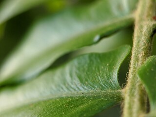 close up of green leaf