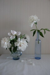 bouquet of white beautiful peonies in a blue vase