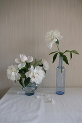 bouquet of white beautiful peonies in a blue vase
