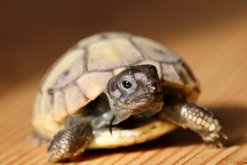 baby tortoise on a wood floor