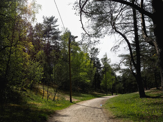 Fototapeta na wymiar Walkway between pine trees in the forest