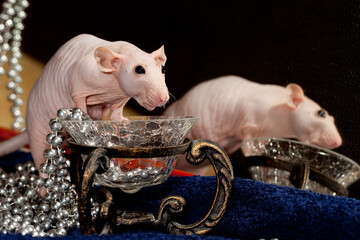 Rat, pearls necklace and mirror