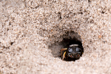 Dasypodaidae in hole