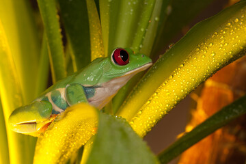 Red-eyed tree frog playing in the yellow light