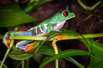 Fototapeta premium The red eyed tree frog looking