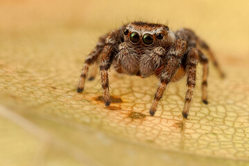 Jumping spider on a yellow autumn leaf