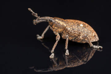 Polydrusus on the black