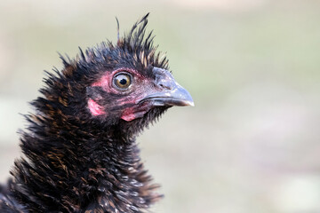 Portrait of bristling black hen on the nice blur background