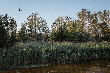 Lots of great cormorant trees at the tops, this is where the birds gather.