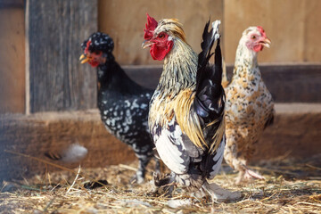 The variegated colour little rooster and his two black and beige colour hens in hen house.