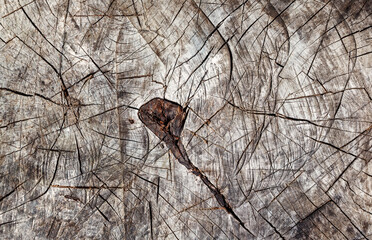 Saw cut texture with annual rings and cracks. old tree stump as background.