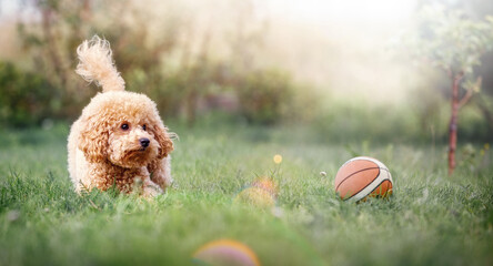 A very small beige poodle plays with a small rubber basketball ball on a sunny summer day....