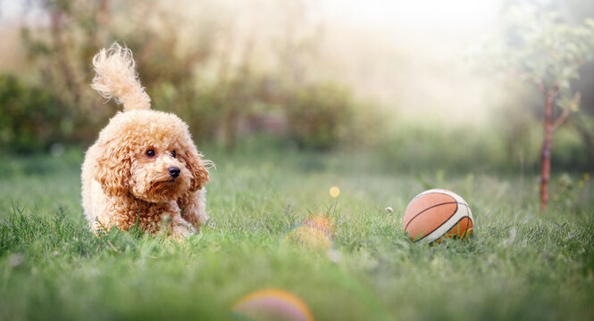 A very small beige poodle plays with a small rubber basketball ball on a sunny summer day. Horizontal, wide, blurred background with a sun rays and space for text. Picture can be used as a gift card