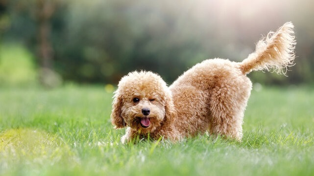 The puppy in a playful pose, protruding his tongue and closing one eye as if smiling straight into the camera. Cheerful and sunny panoramic photo suitable for a web banner and has free space for text