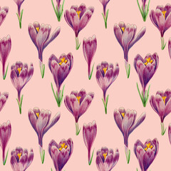 Seamless pattern of purple crocuses drawn with colored pencils on a pink background. For fabric, sketchbook, wallpaper, wrapping paper.