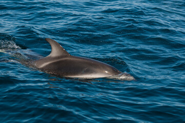 Dusky dolphin jumping , Peninsula Valdes , Unesco World Heritage Site, Patagonia , Argentina.