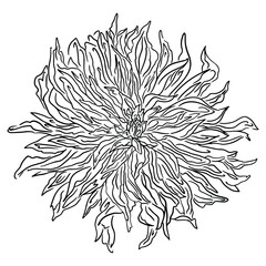 Black and white vector outline illustration of chrysanthemum flower isolated on white background.