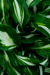 Naklejka na ściany i meble Background of green leaves close-up