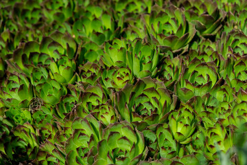 Background of green leaves close-up. Accumulation of succulents in the open ground.