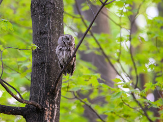  Eastern Screech Owl sitting on tree branch in spring, portrait