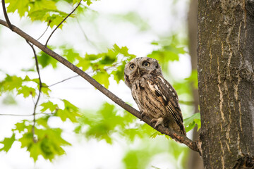  Eastern Screech Owl sitting on tree branch in spring, portrait