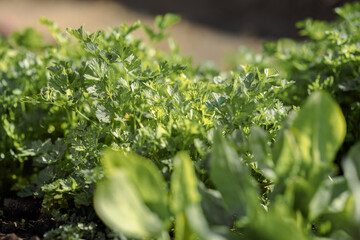 Beds with fresh herbs in spring . Eco-friendly natural green onions, parsley, lettuce, cilantro growning in garden. High quality photo