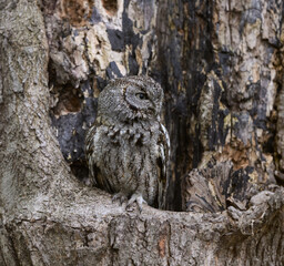 Eastern Screech Owl  Sitting in a Tree Hole in Early Spring, Portrait