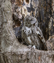 Eastern Screech Owl  Sitting in a Tree Hole in Early Spring, Portrait