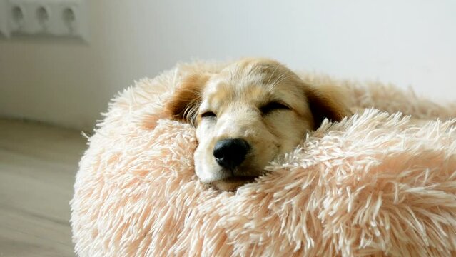English Cocker Spaniel enjoys sleeping in fluffy dogs bed