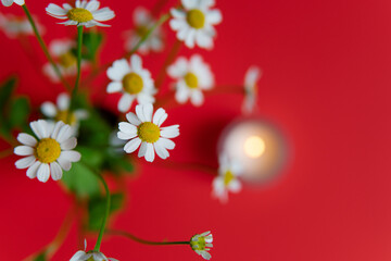 summer composition. daisies on a red background.