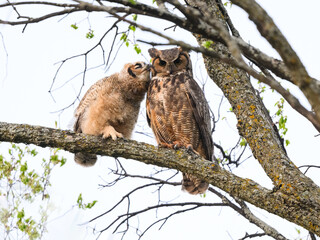 Great Horned Owl female and owlet  resting in tree and kissing in spring, portrait