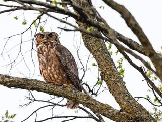 Great Horned Owl resting in tree in spring, portrait