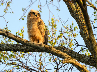 Great Horned Owl owlet standing in tree branch in early morning in spring, portrait