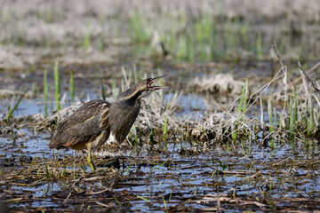 American Bittern standing on marsh and calling in spring
