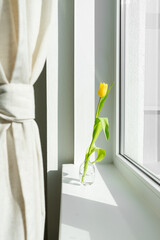 
yellow tulip in a vase near the window.