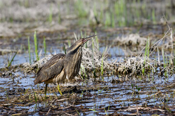 American Bittern standing on marsh in spring, portrait
