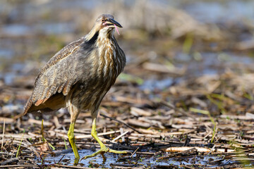 American Bittern standing on marsh in spring, portrait
