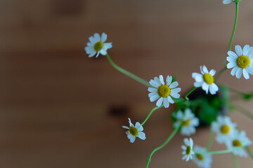 daisies on a wooden background close-up.