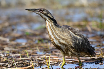 American Bittern standing on marsh in spring, portrait