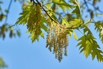 Red oak (lat. Quercus rubra) blooms, inflorescences bloom. Red oak (lat. Quercus rubra) is a tree, a species of the genus Oak of the Beech family (Fagaceae). Spring.